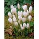 Krokus Miss Vain - 10 szt.