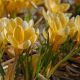 Krokus Romance - 10 szt.
