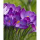 Krokus Ruby Giant - 10 szt.