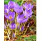 Krokus Jesienny Speciosus - 10 szt.