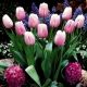Tulipan Pink Diamond - opak. 5 szt.
