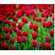 Tulipan Spring Song - opak. 5 szt.