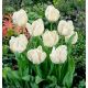 Tulipan White Parrot - opak. 5 szt.