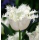Tulipan Swan Wings  opak. 5 szt.