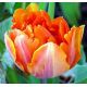 Tulipan Orange Favourite - opak. 5 szt.