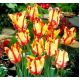 Tulipan Flaming Parrot - opak. 5 szt.