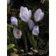 Krokus Blue Pearl - 10 szt.