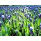 Szafirek szerokolistny - Muscari latifolium op. 10 szt.