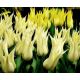 Tulipan Saporro - opak. 5 szt.