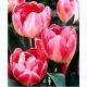 Tulipan Up Star - opak. 5 szt.