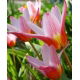 Tulipan Heart's Delight - 5 szt.