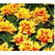 Tulipan Monsella - opak. 5 szt.