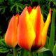 Tulipan Cape Cod  - opak. 5 szt.