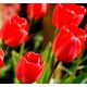 Tulipan Spring Song - opak. 5 szt.