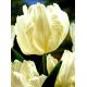 Tulipan White Parrot - opak. 5 szt.