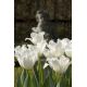 Tulipan Swan Wings  opak. 5 szt.