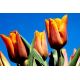 Tulipan Fidelio - opak. 5 szt.