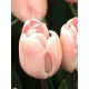 Tulipan Douglas Baader - opak. 5 szt.