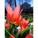 Tulipan Toronto - opak. 5 szt.