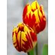 Tulipan Mickey Mouse - opak. 5 szt.