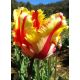 Tulipan Flaming Parrot - opak. 5 szt.