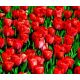 Tulipan Hollandia - opak. 5 szt.