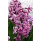 Hiacynt Amethyst - op. 3 szt.