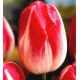 Tulipan Page Polka - opak. 5 szt.
