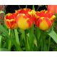 Tulipan Banja Luka - opak. 5 szt.