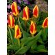 Tulipan Gluck  opak. 5 szt.