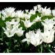 Tulipan Saporro - opak. 5 szt.