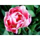 Tulipan Up Star - opak. 5 szt.