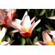 Tulipan Heart's Delight - 5 szt.