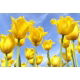 Tulipan Royal Elegance - opak. 5 szt.