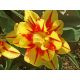 Tulipan Monsella - opak. 5 szt.