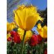 Tulipan Hamilton  opak. 5 szt.