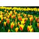 Tulipan Giuseppe Verdi - opak. 5 szt.