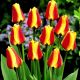 Tulipan Cape Cod  - opak. 5 szt.