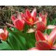Tulipan Fashion - opak. 5 szt.