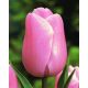 Tulipan Pink Diamond - opak. 5 szt.
