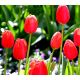 Tulipan Spring Song - opak. 5 szt.