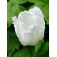 Tulipan Swan Wings  opak. 5 szt.
