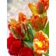 Tulipan Orange Favourite - opak. 5 szt.
