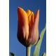 Tulipan Fidelio - opak. 5 szt.