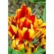 Tulipan Colour Spectacle - opak. 5 szt.