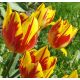 Tulipan Mickey Mouse - opak. 5 szt.