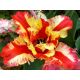 Tulipan Flaming Parrot - opak. 5 szt.