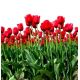 Tulipan Hollandia - opak. 5 szt.