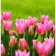Tulipan China Pink - opak. 5 szt.