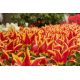 Tulipan Aladdin - opak. 5 szt.